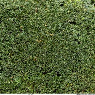 photo texture of hedge 0003